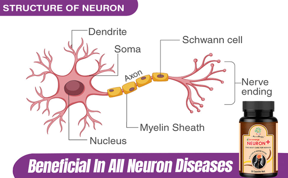 Neuron Plus